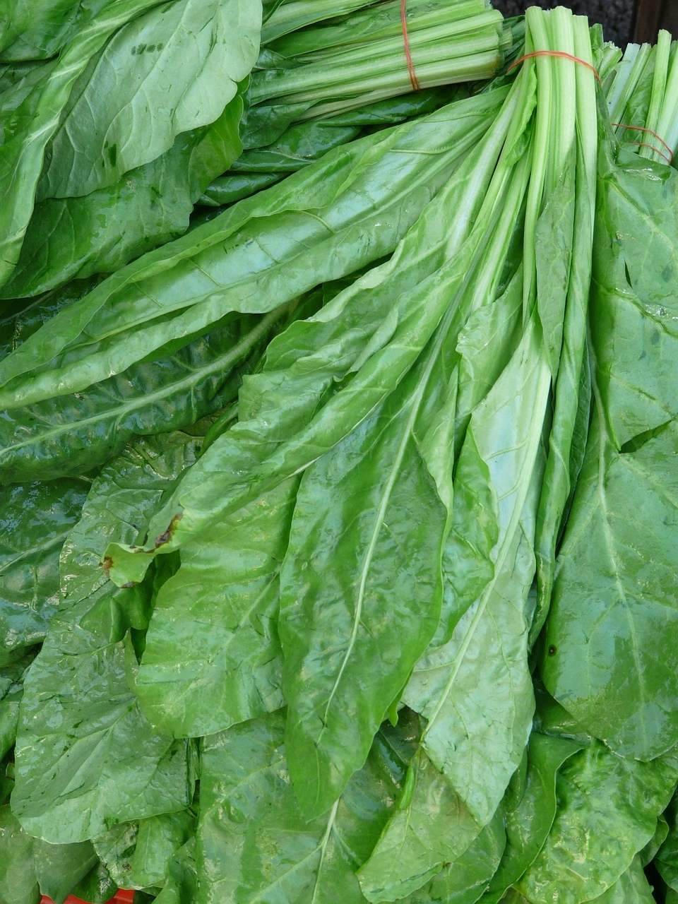 Fresh Vegetables